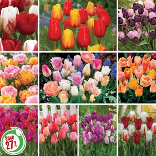 Complete Tulip Blend Collection Thumbnail